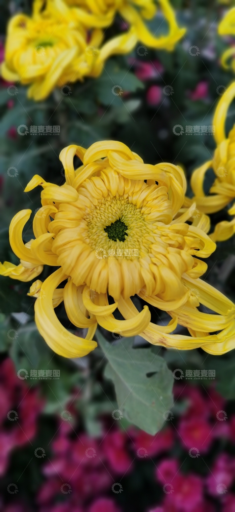 高清大图下载【趣麦麦图】菊花绽放秋意浓