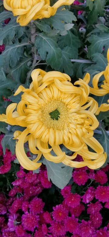 菊黄玫红花卉美景