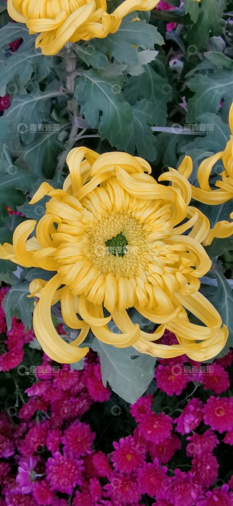 高清大图下载【趣麦麦图】菊黄玫红花卉美景