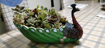 孔雀造型多肉花盆