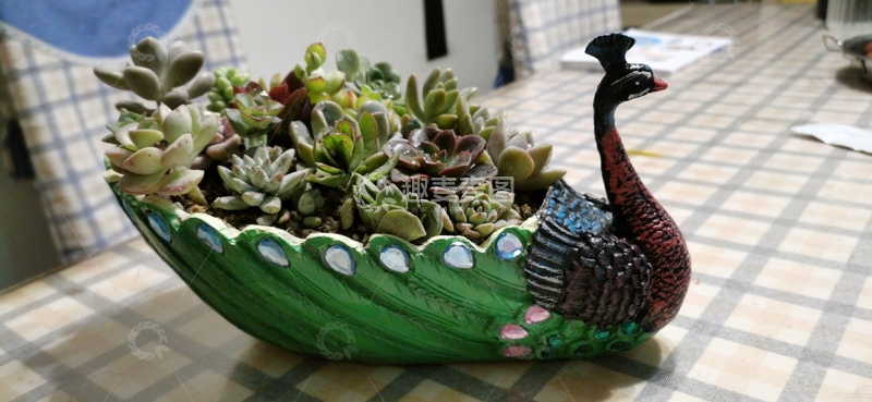 高清大图下载【趣麦麦图】孔雀造型多肉花盆