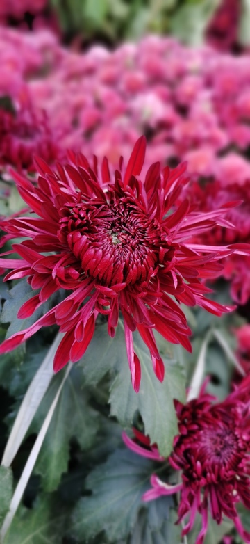 鲜艳红花菊花特写摄影