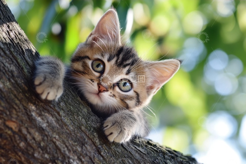 高清大图下载【趣麦麦图】趴在树干上的狸花猫 