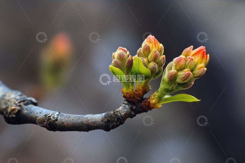 高清大图下载【趣麦麦图】发芽的绿植嫩芽