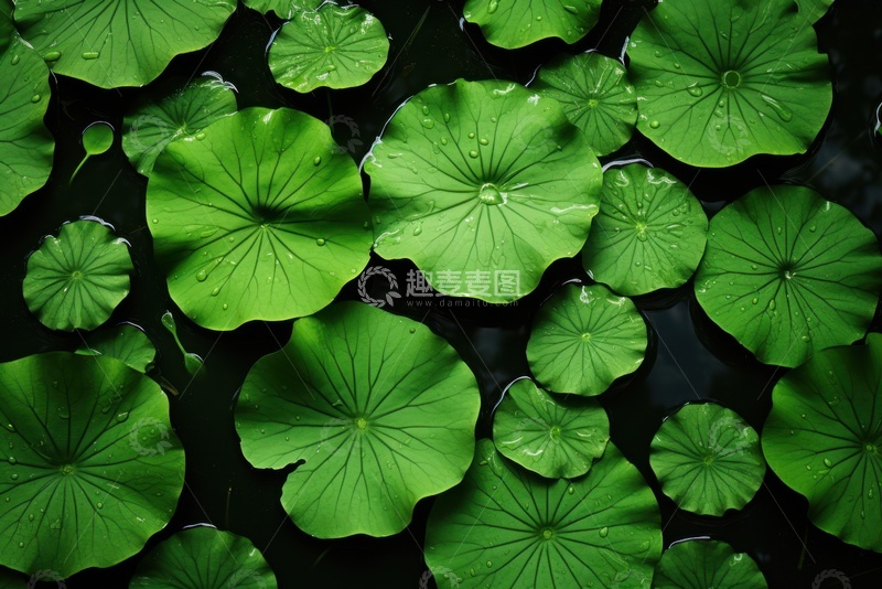 高清大图下载【趣麦麦图】翠绿色的荷塘荷叶