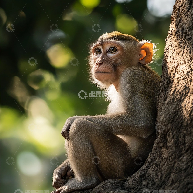 高清大图下载【趣麦麦图】静谧树梢上的孤独灵魂
