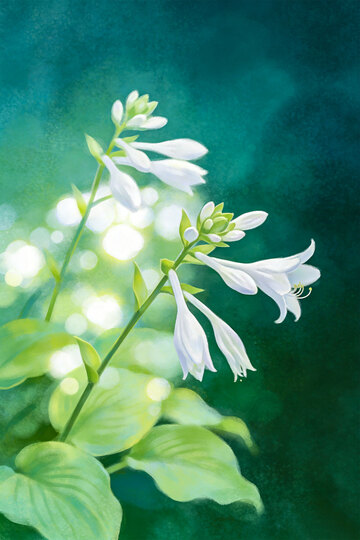 水彩白花香草插画