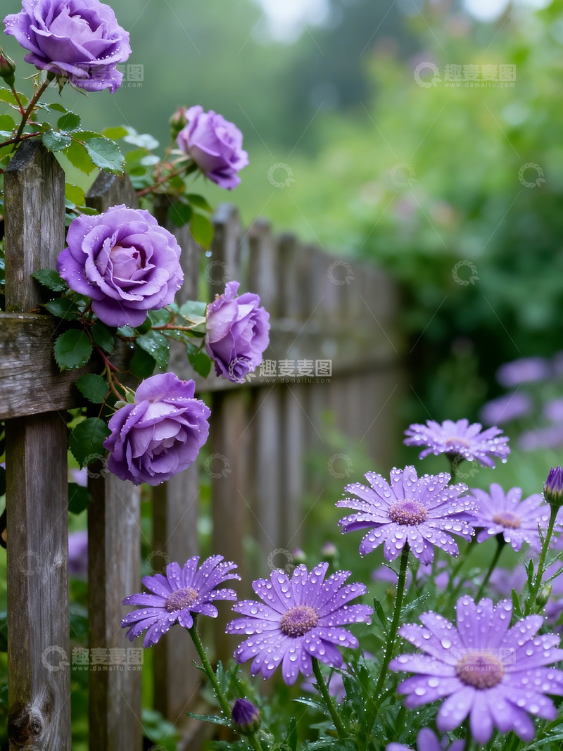 高清大图下载【趣麦麦图】蔷薇木栅栏露水2