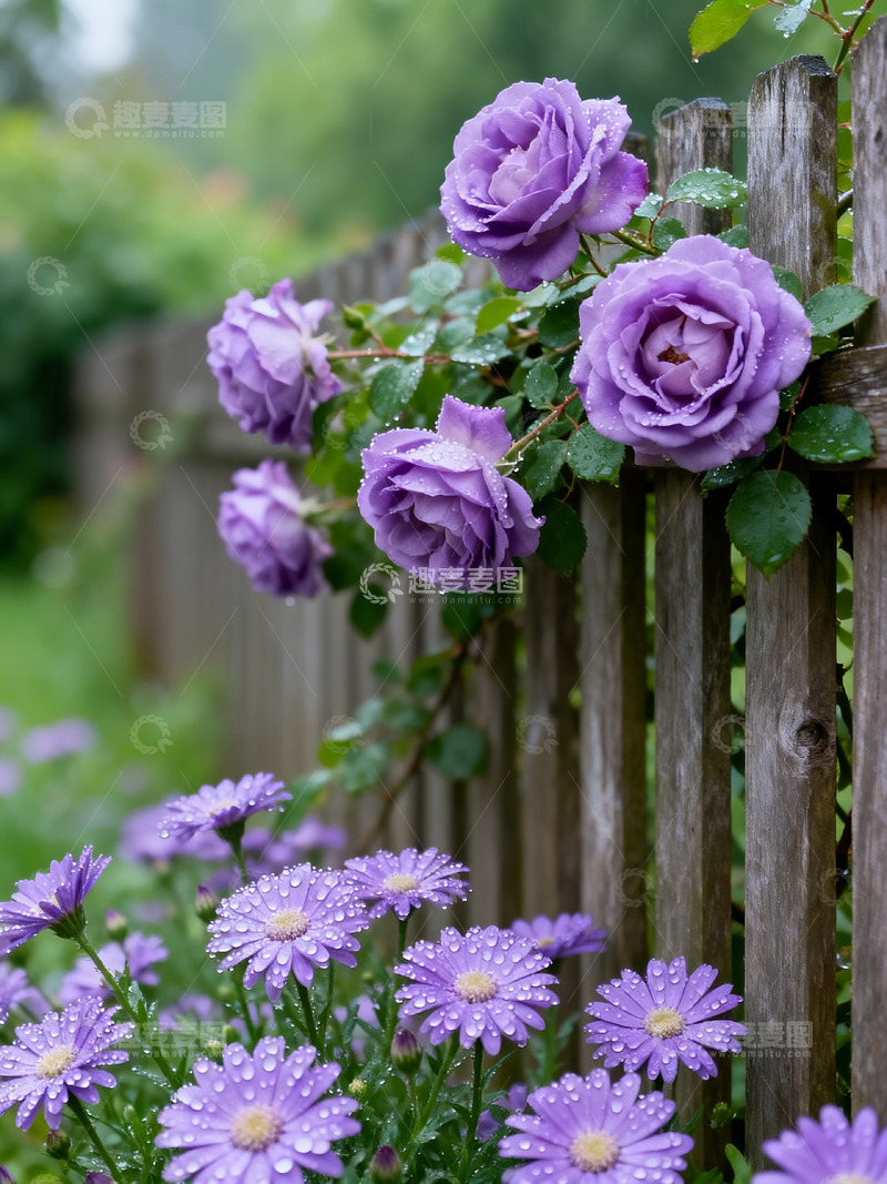 高清大图下载【趣麦麦图】蔷薇木栅栏露水