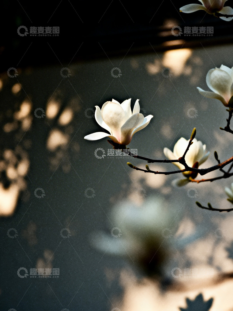 高清大图下载【趣麦麦图】白玉兰花朵特写7