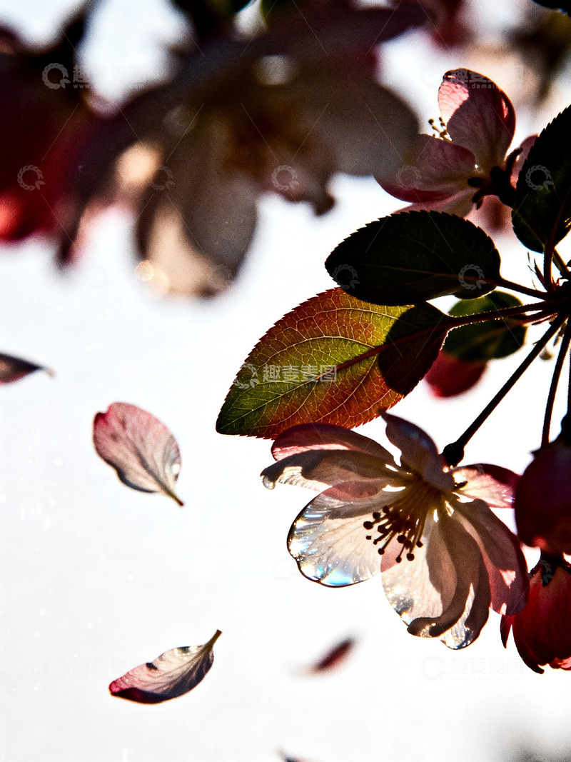 高清大图下载【趣麦麦图】樱花氛围感特写2