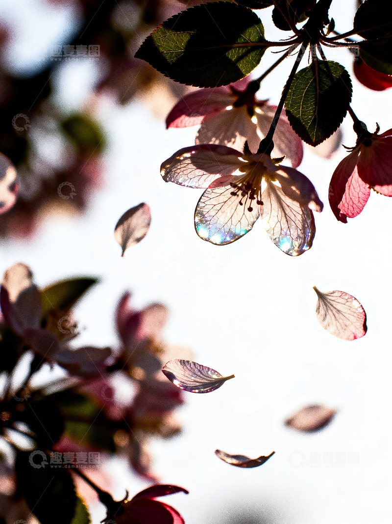 高清大图下载【趣麦麦图】樱花氛围感特写7