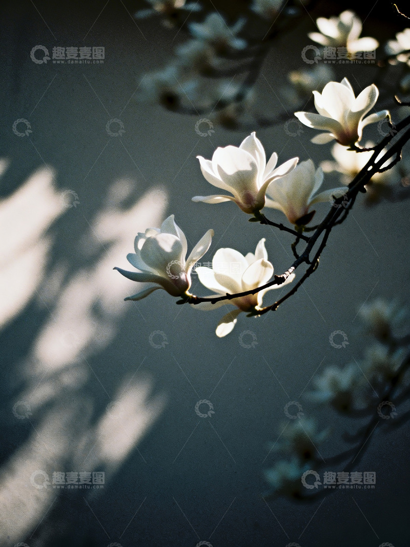 高清大图下载【趣麦麦图】白玉兰花朵特写3