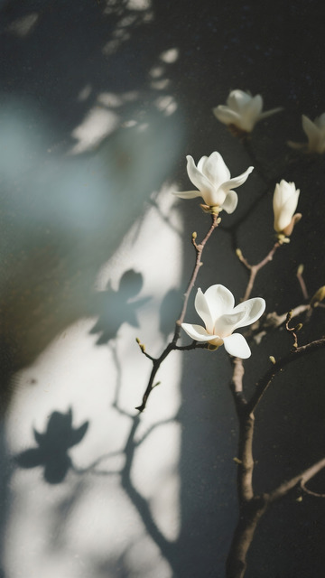 白玉兰花朵特写2