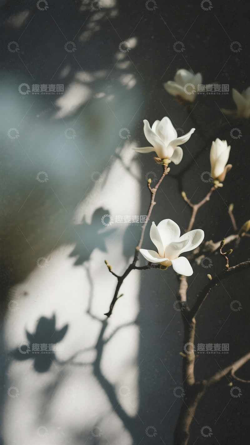 高清大图下载【趣麦麦图】白玉兰花朵特写2