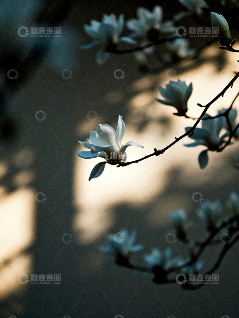 高清大图下载【趣麦麦图】白玉兰花朵特写8