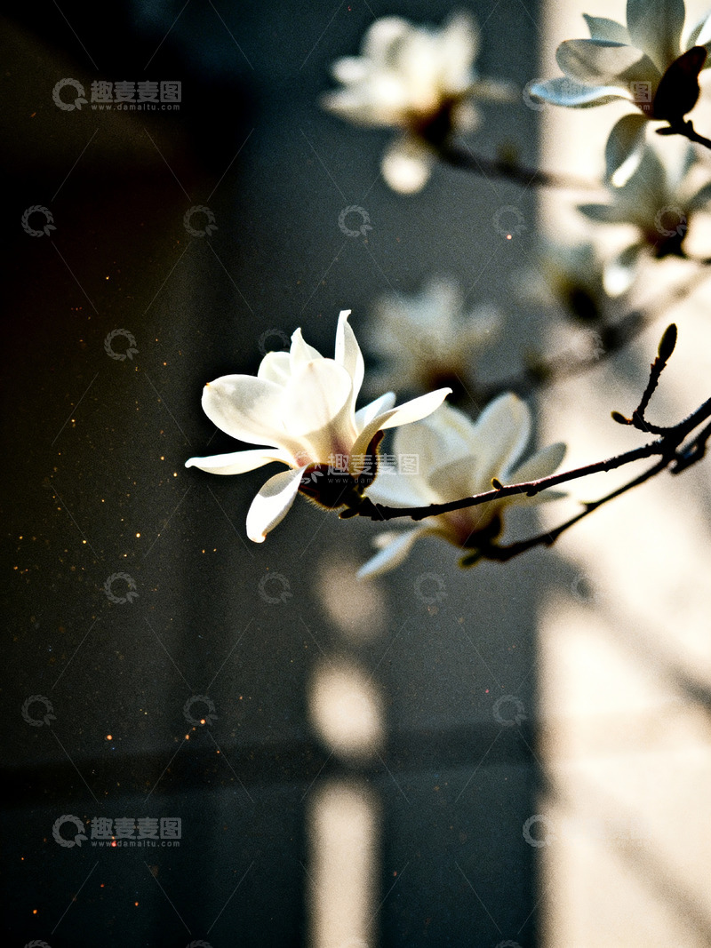 高清大图下载【趣麦麦图】白玉兰花朵特写6