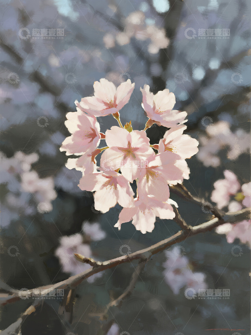 高清大图下载【趣麦麦图】樱花氛围感特写