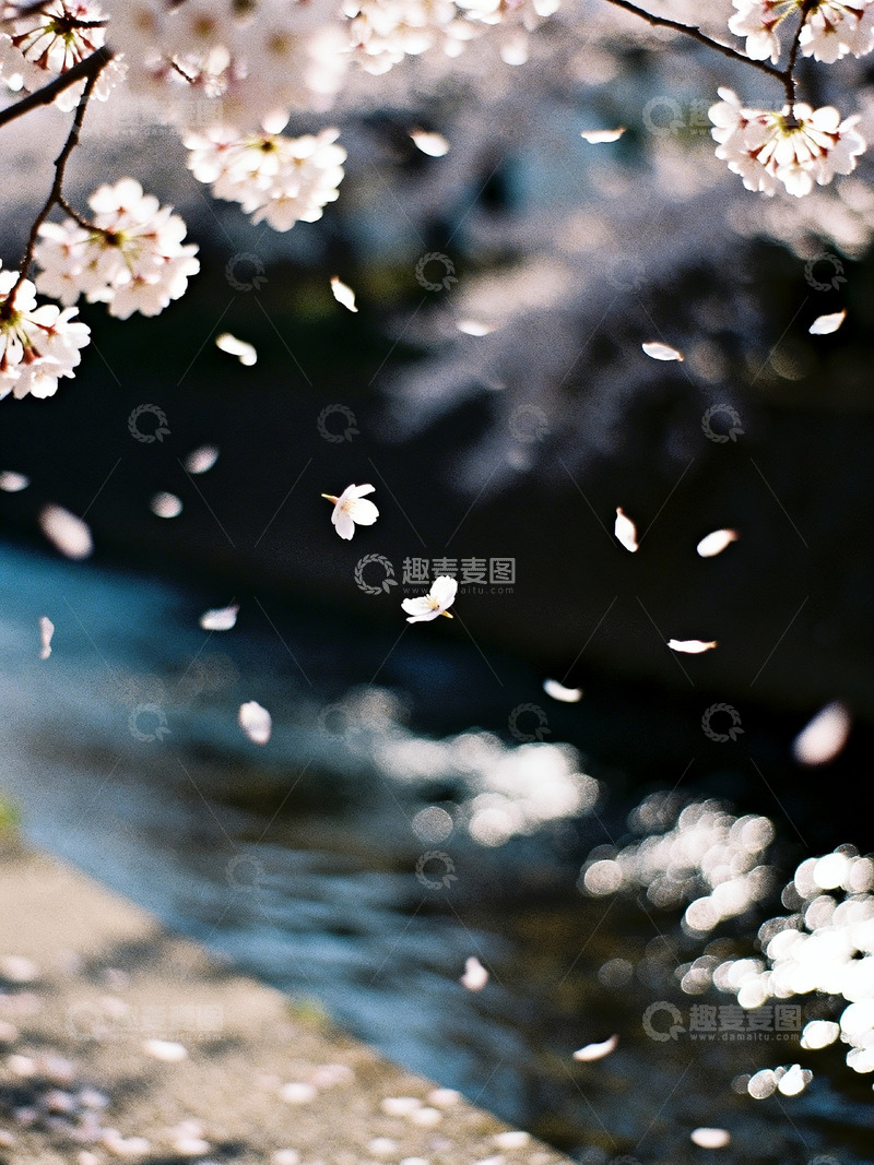 高清大图下载【趣麦麦图】樱花飘落水面5