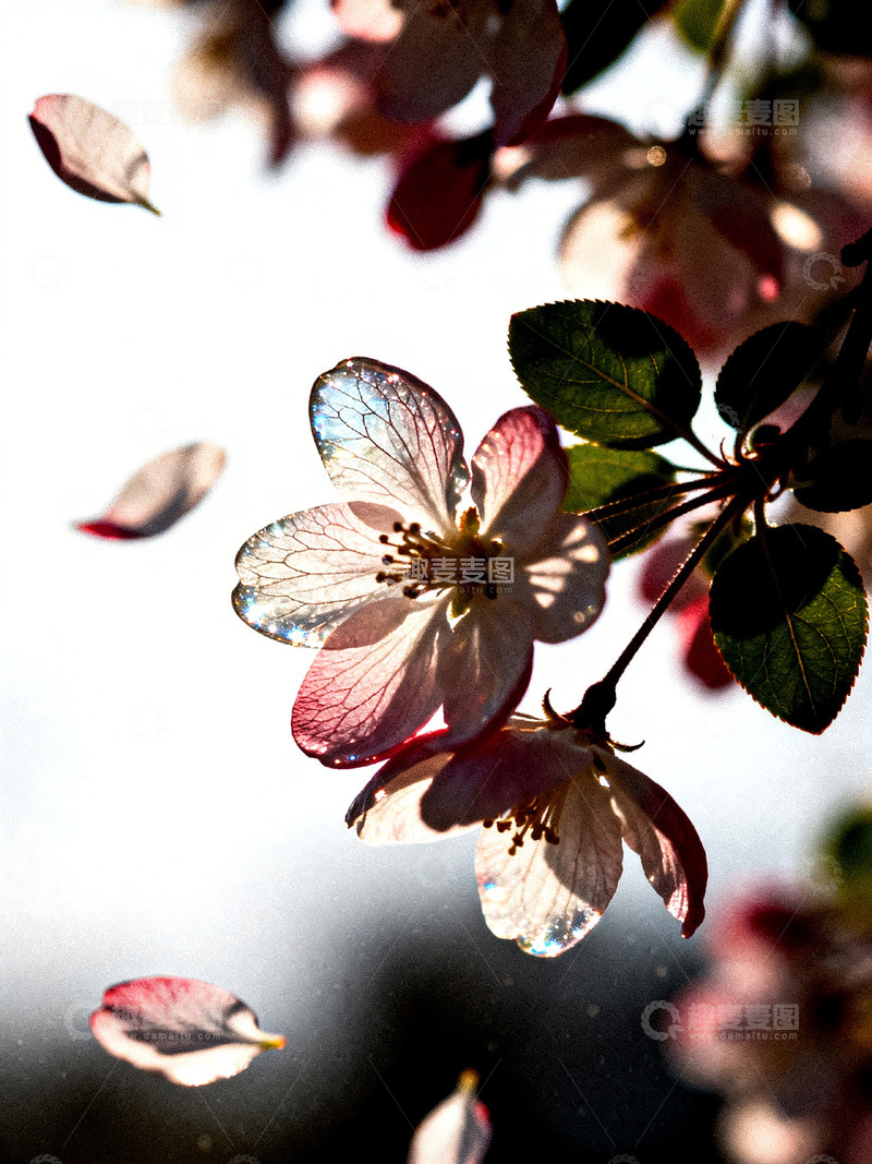 高清大图下载【趣麦麦图】樱花氛围感特写6