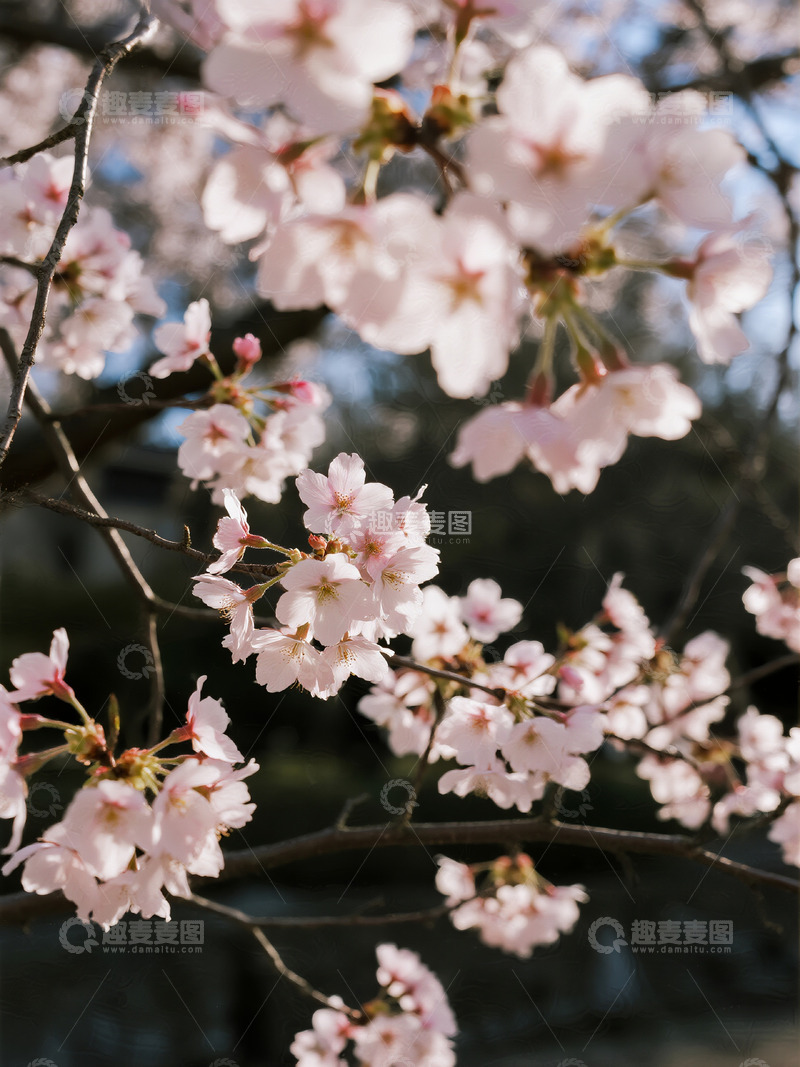高清大图下载【趣麦麦图】樱花氛围感特写5