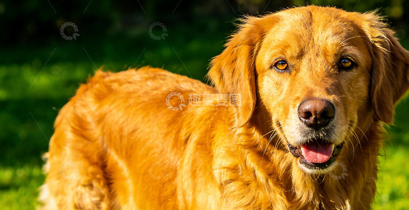 高清大图下载【趣麦麦图】金毛犬户外摄影特写