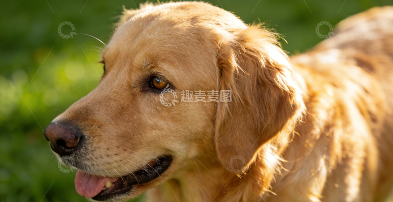 高清大图下载【趣麦麦图】金毛户外特写