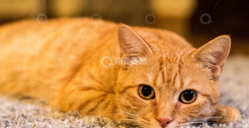 高清大图下载【趣麦麦图】橘猫慵懒地毯休息