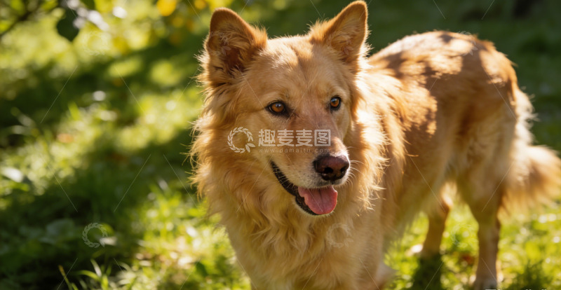 高清大图下载【趣麦麦图】阳光下的金毛犬