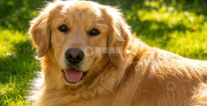 高清大图下载【趣麦麦图】微笑的金毛犬