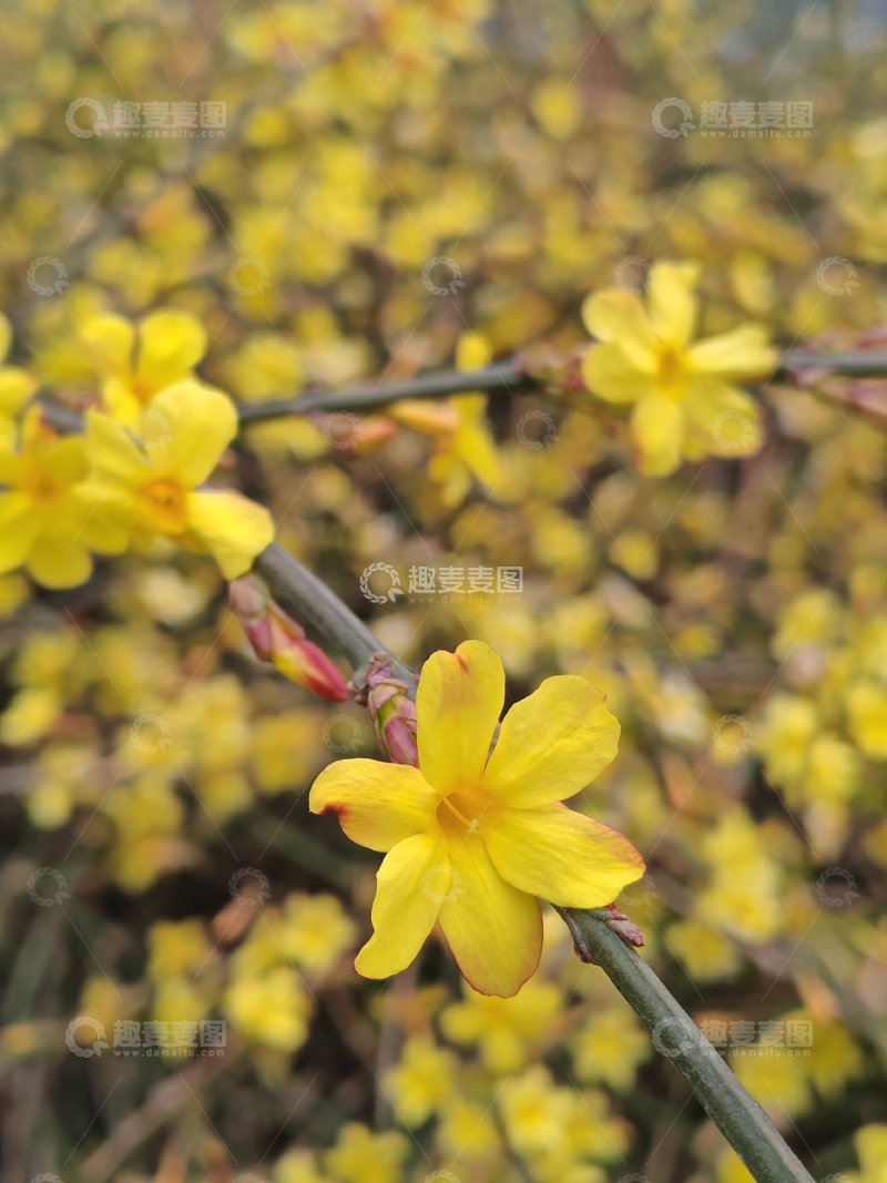 高清大图下载【趣麦麦图】迎春花盛开春光灿烂