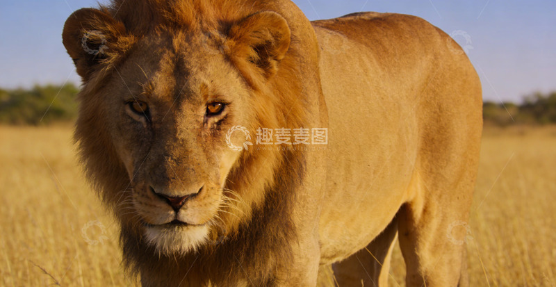高清大图下载【趣麦麦图】草原雄狮特写野生动物摄影