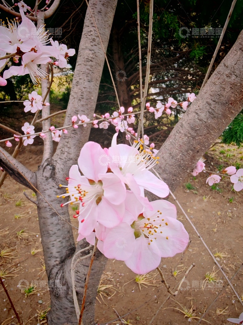 高清大图下载【趣麦麦图】春日樱花盛开美景摄影照片