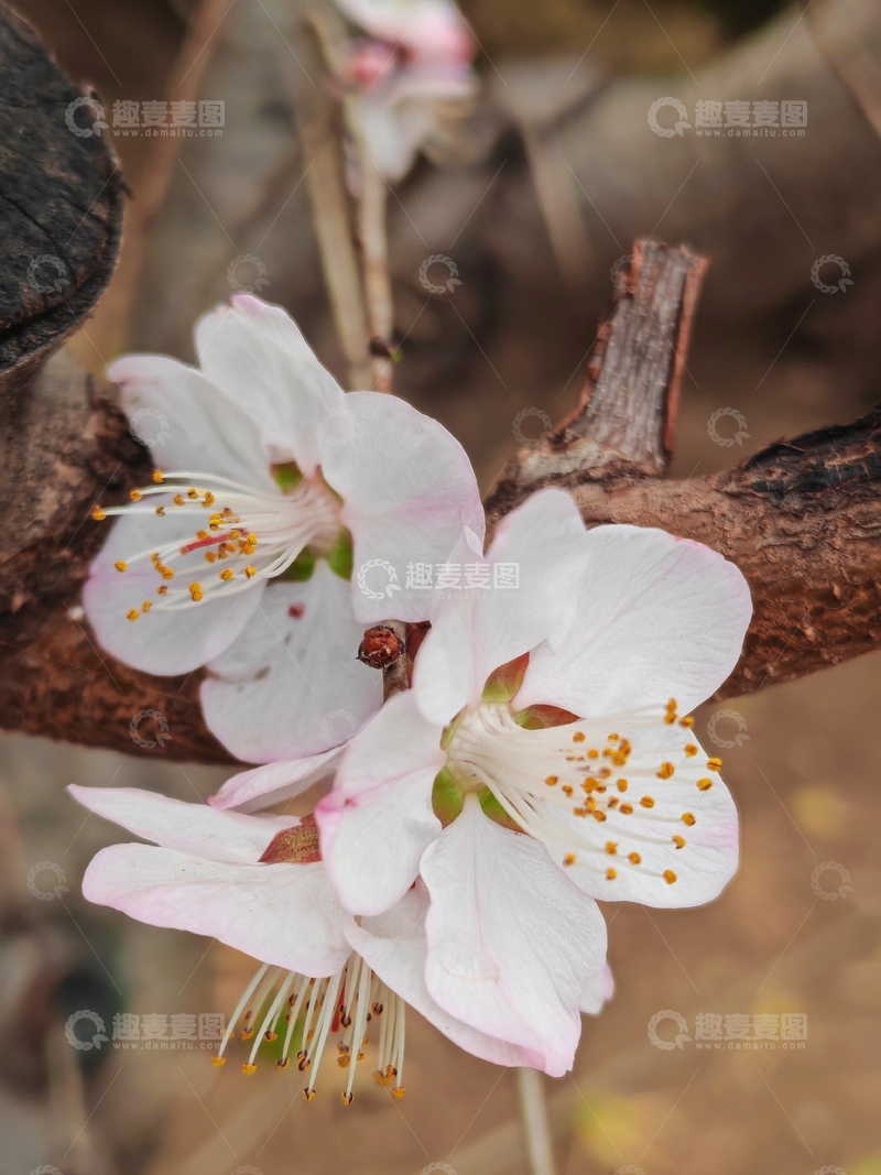 高清大图下载【趣麦麦图】春日樱桃花盛开
