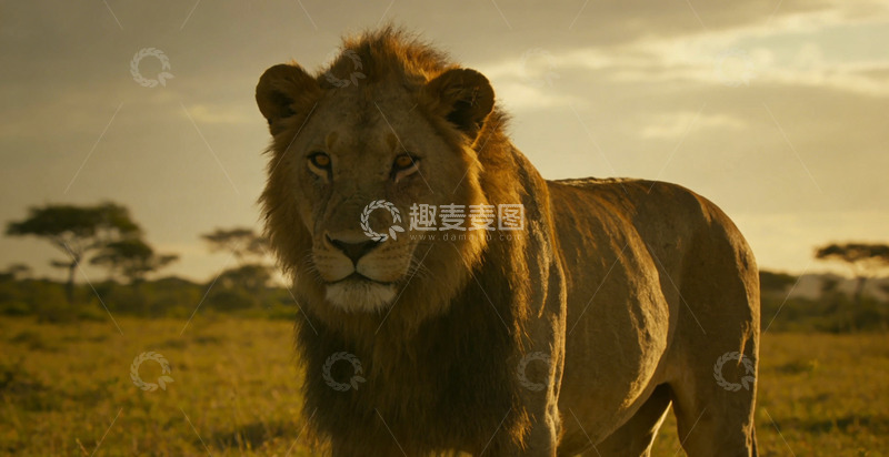 高清大图下载【趣麦麦图】草原雄狮夕阳写真
