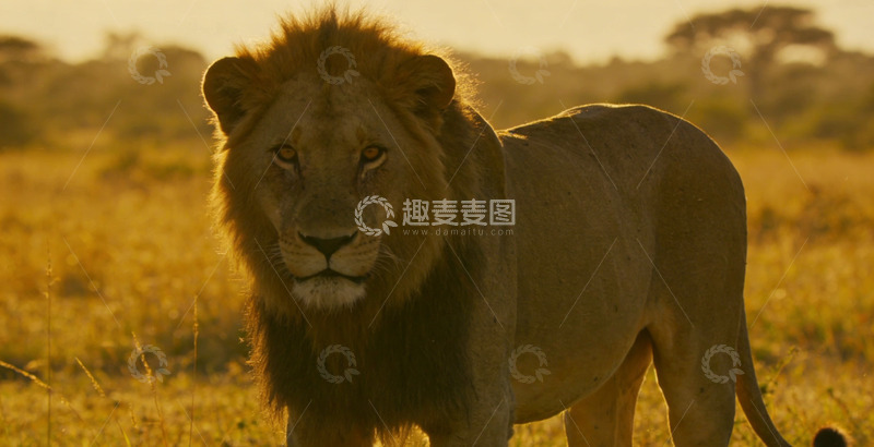 高清大图下载【趣麦麦图】草原雄狮黄昏景象