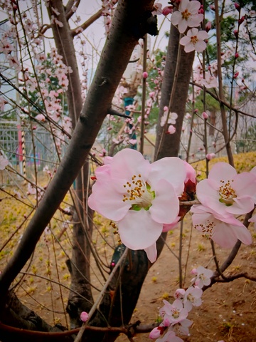 春日桃花盛开美景摄影1