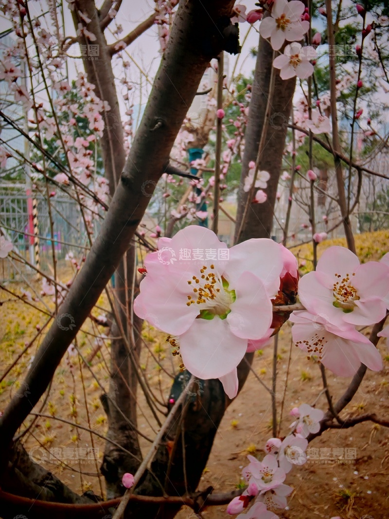 高清大图下载【趣麦麦图】春日桃花盛开美景摄影1