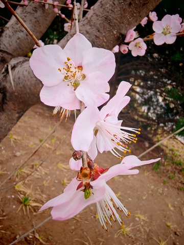 春日樱花绽放美景1