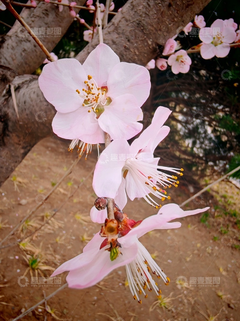 高清大图下载【趣麦麦图】春日樱花绽放美景1