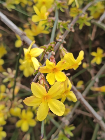 迎春花开迎春来
