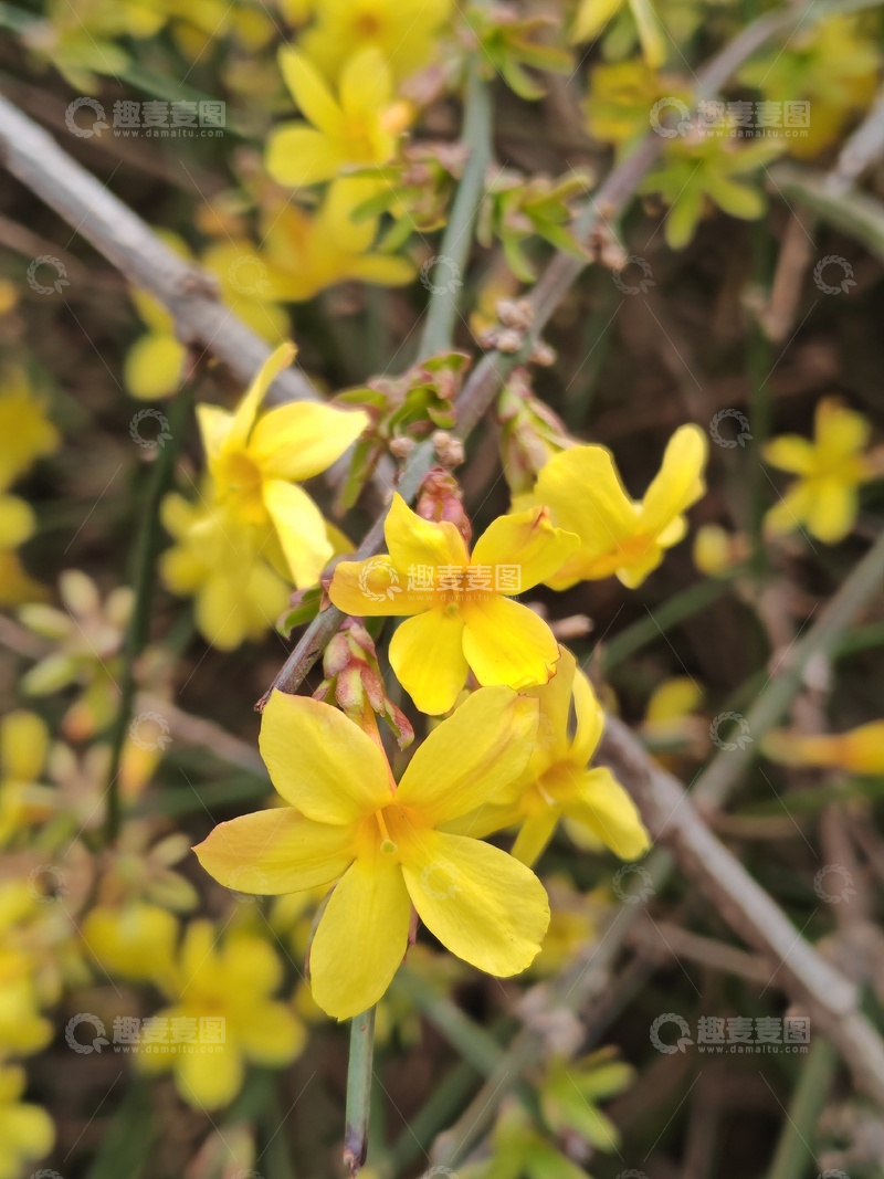 高清大图下载【趣麦麦图】迎春花开迎春来