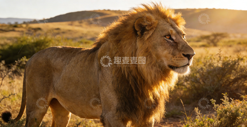 高清大图下载【趣麦麦图】雄狮草原黄昏景象自然风光