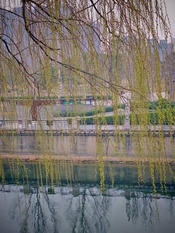 柳枝垂水春光美1