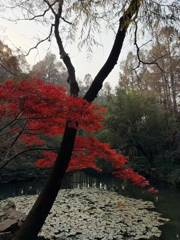 秋日枫红池塘景