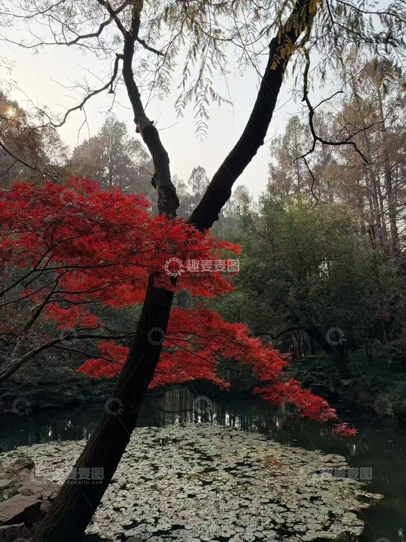 高清大图下载【趣麦麦图】秋日枫红池塘景