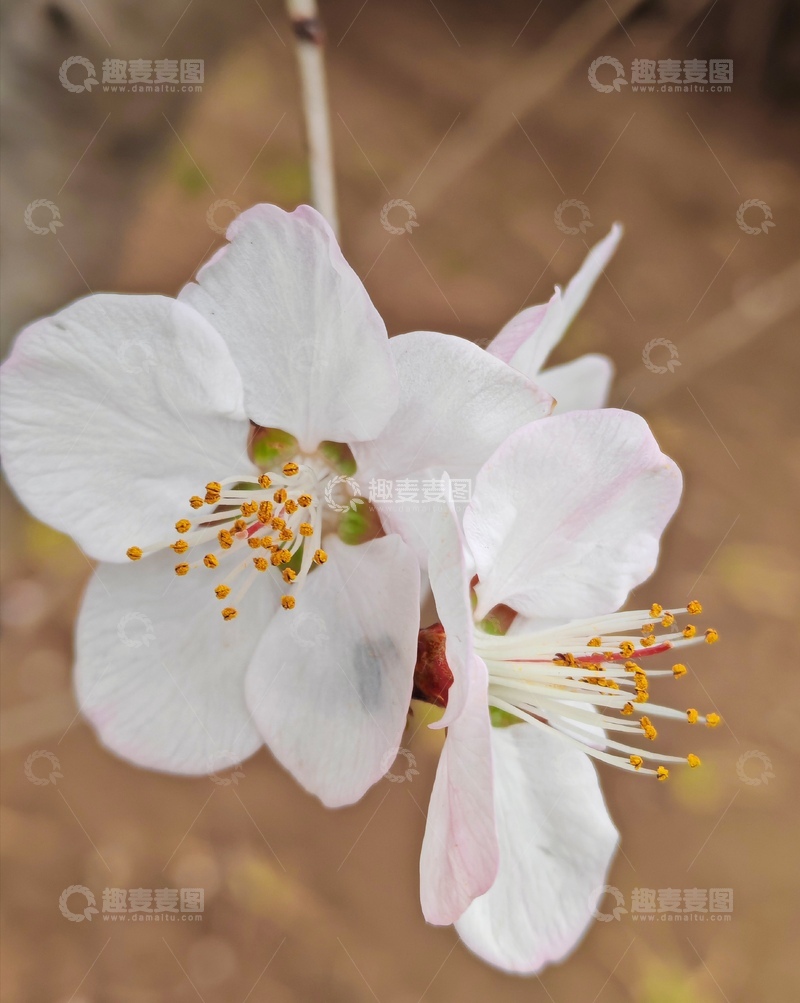 高清大图下载【趣麦麦图】樱花绽放春日风光摄影图片