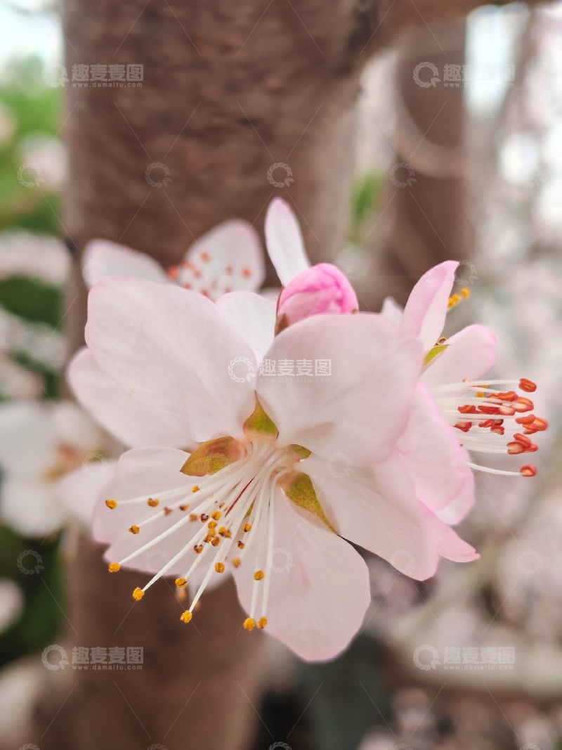 高清大图下载【趣麦麦图】-春日樱花绽放特写摄影