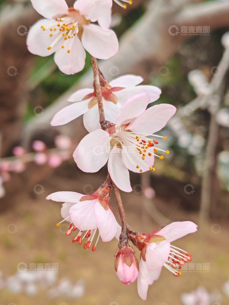 高清大图下载【趣麦麦图】樱花盛开早春美景自然摄影