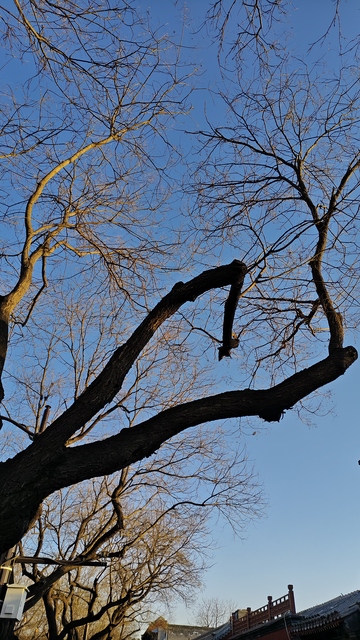 冬日枯枝蓝天映衬